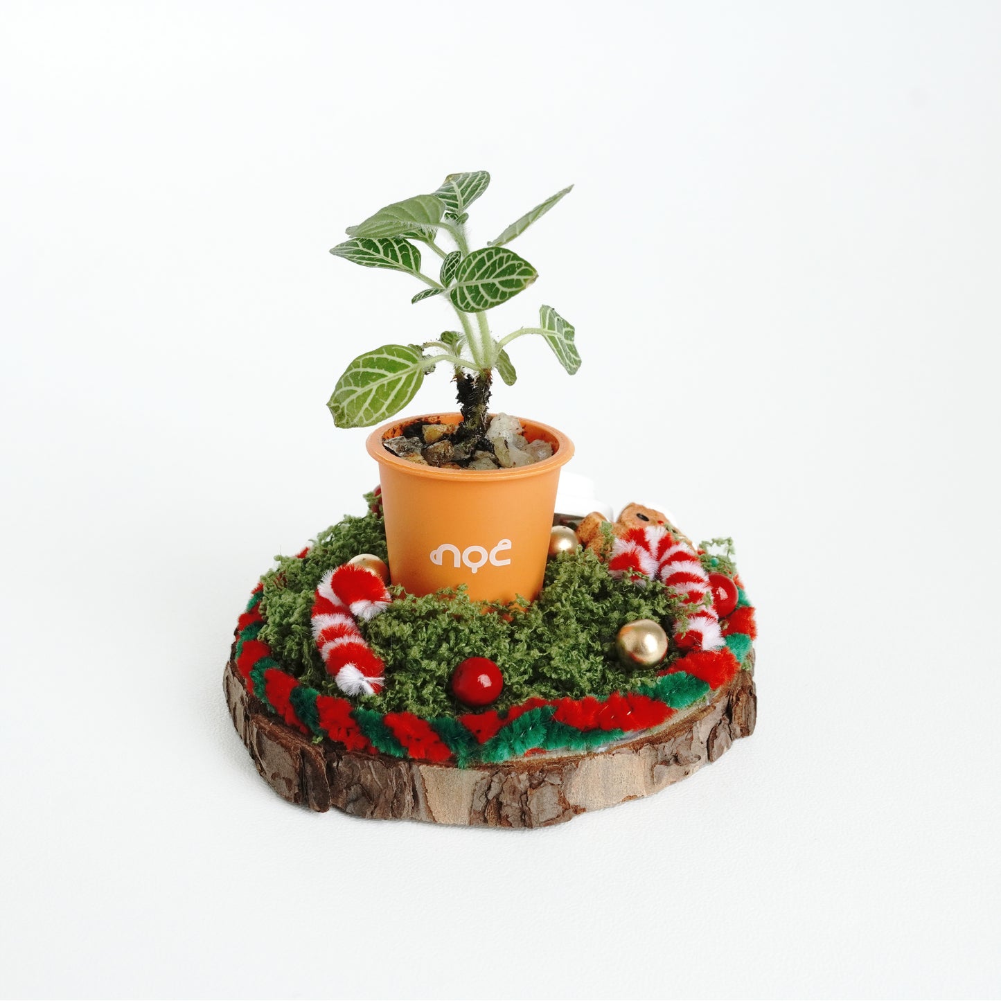 noc Miniature Christmas Plant Workshop