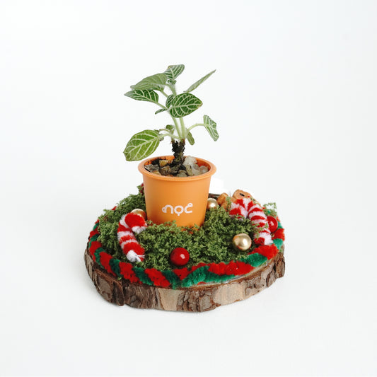 noc Miniature Christmas Plant Workshop